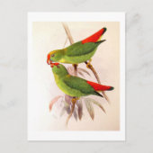 Hanging Parrots Postkarte (Vorderseite)