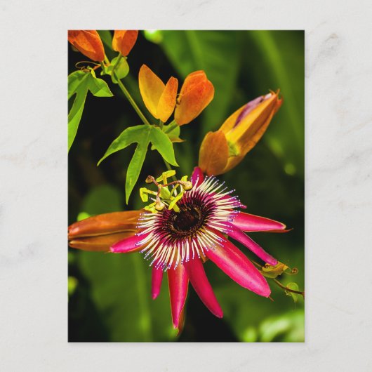 Hanging Red Bromeliad Postkarte (Vorderseite)