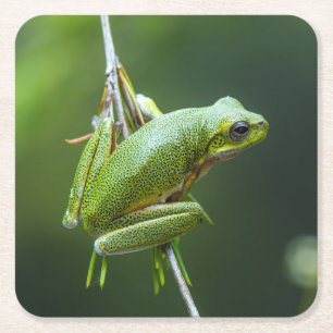 Hanging Tree Frog Rechteckiger Pappuntersetzer