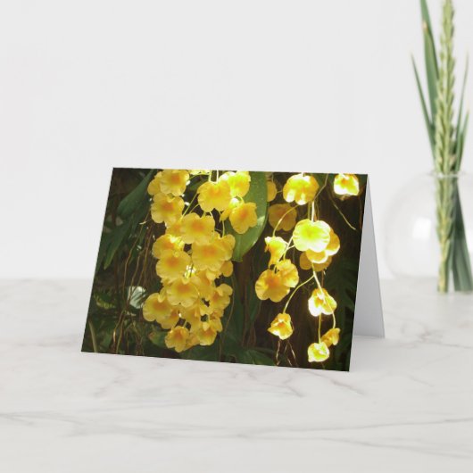Hanging Yellow Orchids Tropical Flowers (Vorderseite)