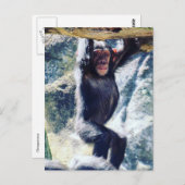 Hangschimmel Postkarte (Vorne/Hinten)