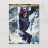 Hangschimmel Postkarte (Vorderseite)