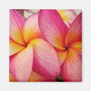 Hanna Pink Glow Plumeria Magnet