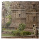 Hanuman-Langurs oder schwarz, gemein oder grau Fliese (Vorderseite)