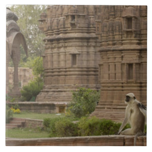 Hanuman-Langurs oder schwarz, gemein oder grau Fliese