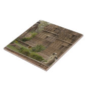 Hanuman-Langurs oder schwarz, gemein oder grau Fliese (Seite)