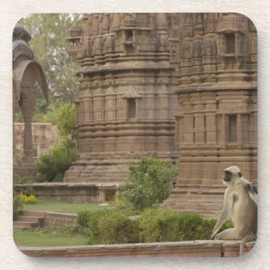 Hanuman-Langurs oder schwarz, gemein oder grau Getränkeuntersetzer (Vorderseite)