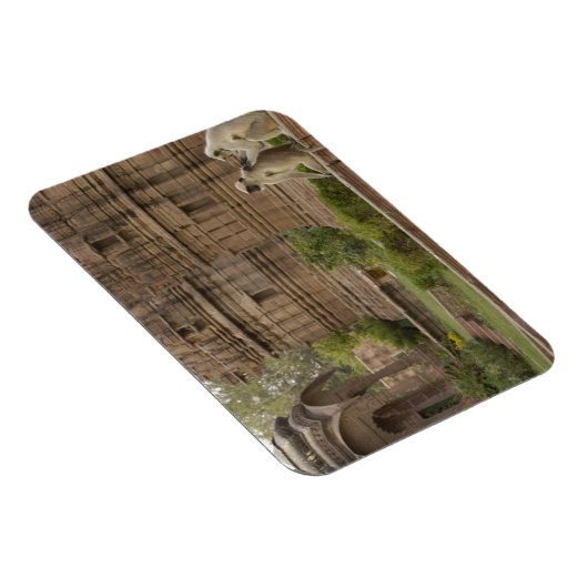 Hanuman-Langurs oder schwarz, gemein oder grau Magnet (Rechte Seite)