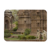 Hanuman-Langurs oder schwarz, gemein oder grau Magnet (Horizontal)