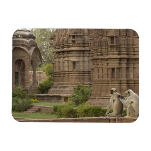 Hanuman-Langurs oder schwarz, gemein oder grau Magnet