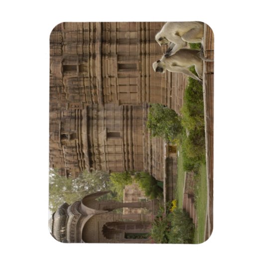 Hanuman-Langurs oder schwarz, gemein oder grau Magnet (Vertikal)