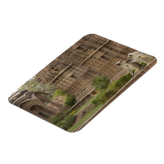 Hanuman-Langurs oder schwarz, gemein oder grau Magnet (Linke Seite)