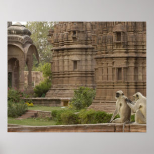 Hanuman-Langurs oder schwarz, gemein oder grau Poster
