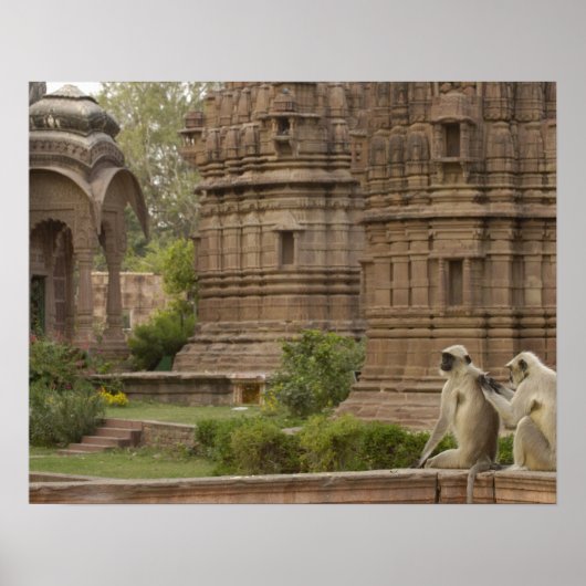 Hanuman-Langurs oder schwarz, gemein oder grau Poster (Vorne)