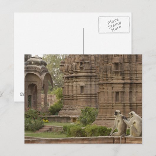 Hanuman-Langurs oder schwarz, gemein oder grau Postkarte (Vorne/Hinten)