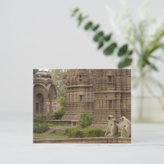 Hanuman-Langurs oder schwarz, gemein oder grau Postkarte (Stehend Vorderseite)