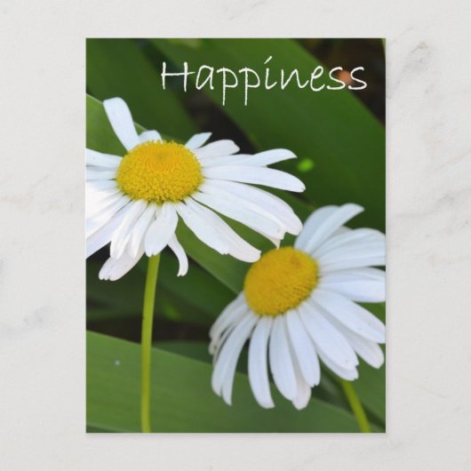 Happiness Daisies Postkarte (Vorderseite)