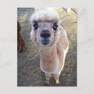 Happy Alpaca sagt hi Postkarte