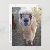 Happy Alpaca sagt hi Postkarte (Vorne/Hinten)