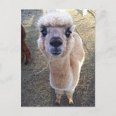 Happy Alpaca sagt hi Postkarte (Vorderseite)