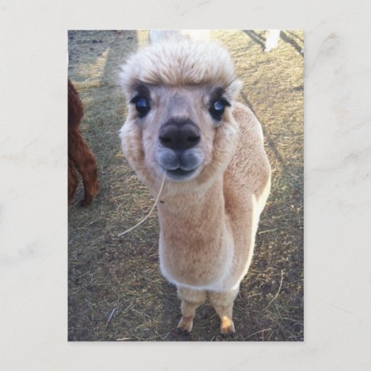 Happy Alpaca sagt hi Postkarte (Vorderseite)