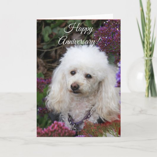 Happy Anniversary Poodle Hundekarte Karte (Vorderseite)