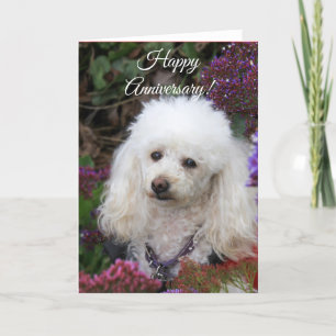 Happy Anniversary Poodle Hundekarte Karte
