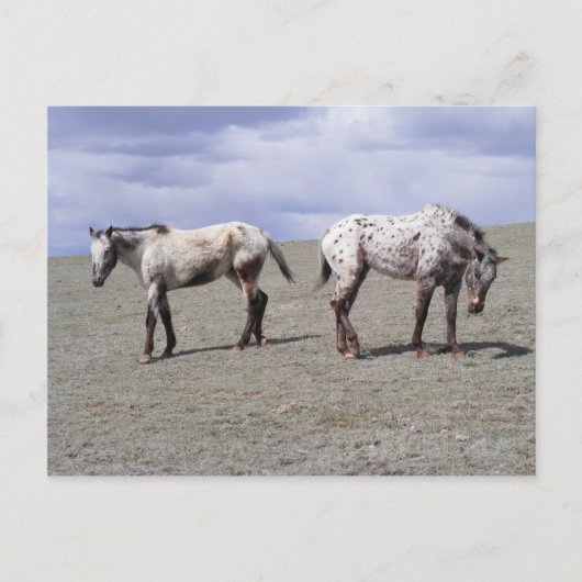 Happy Appys Postkarte (Vorderseite)