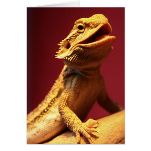 Happy Bartded Dragon