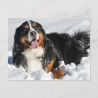 Happy Bernese Mountain Hund im Winter Schnee