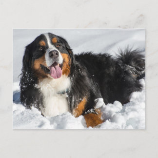 Happy Bernese Mountain Hund im Winter Schnee Postkarte