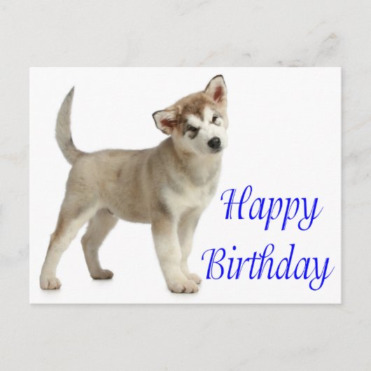 Happy Birthday Alaskan Malamute Puppy Dog Card Postkarte (Vorderseite)