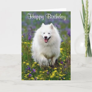 Happy Birthday American Eskimo Grußkarte Karte