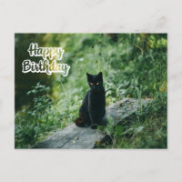 Happy Birthday Black Cat Outdoor