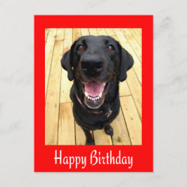 Happy Birthday Black Labrador Retriever Post Card Postkarte