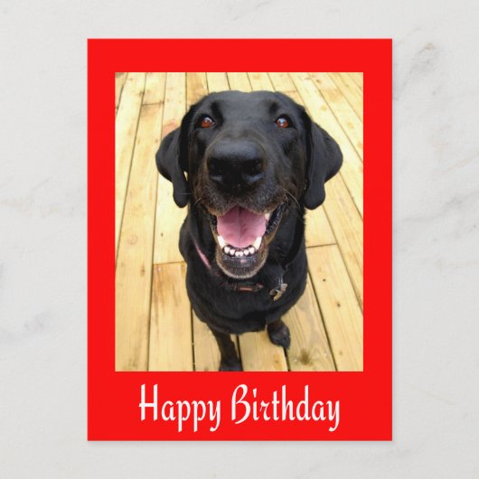 Happy Birthday Black Labrador Retriever Post Card Postkarte (Vorderseite)
