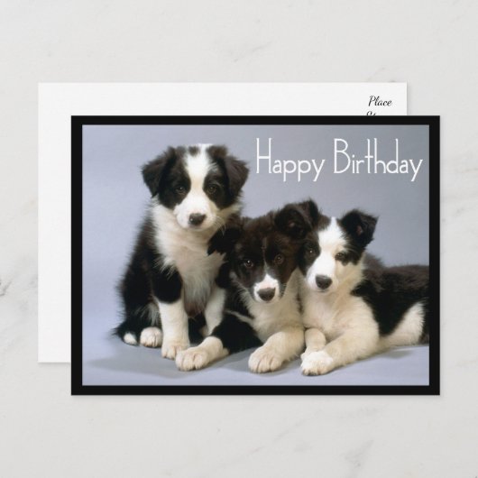 Happy Birthday Border Collie Puppy Dog Postkarte (Vorne/Hinten)