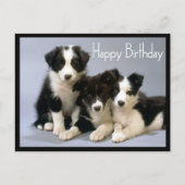 Happy Birthday Border Collie Puppy Dog Postkarte (Vorderseite)