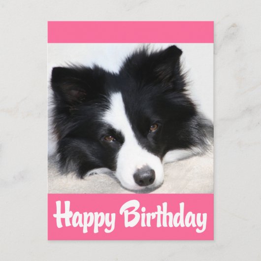 Happy Birthday Border Collie Puppy Dog Postkarte (Vorderseite)