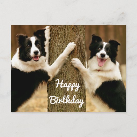 Happy Birthday Border Collie Puppy Dog Rustic Postkarte (Vorderseite)