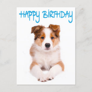 Happy Birthday Border Collie Puppy Dop Card Postkarte
