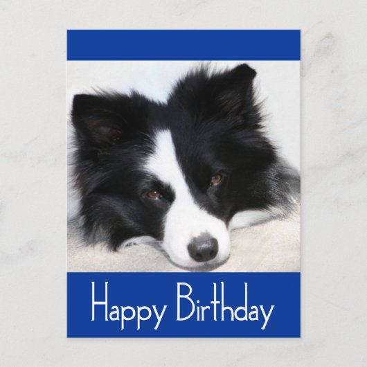 Happy Birthday Border Collie Puppy Dop Card Postkarte (Vorderseite)
