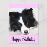 Happy Birthday Border Collie Puppy Dop Card