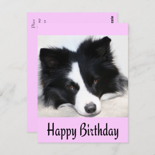 Happy Birthday Border Collie Puppy Dop Card Postkarte (Vorne/Hinten)