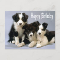 Happy Birthday Border Collie Welpen Dog Post Card