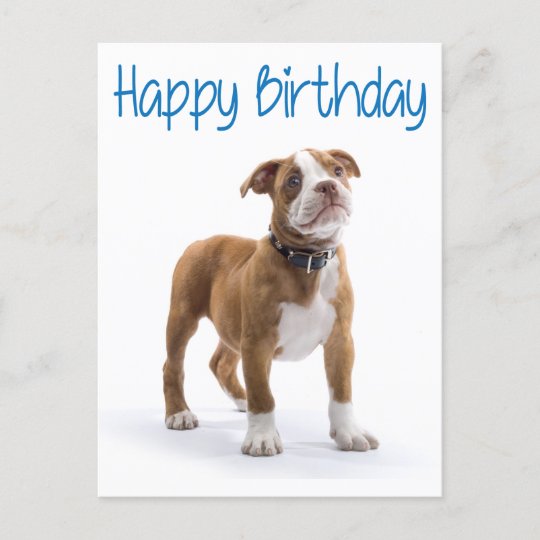 happy birthday boxer welpe dog postard postkarte zazzle de