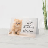 Happy Birthday | British Longhair Kitten Karte (Vorderseite)