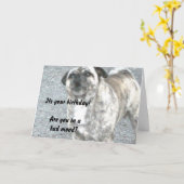 Happy Birthday Bull Dog Karte (Gelbe Blume)