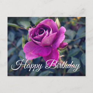 Happy Birthday Burgundy Iceberg Rose #2 Postcard Postkarte