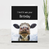 Happy Birthday Cake Sniffing Kuh Fun Spaß